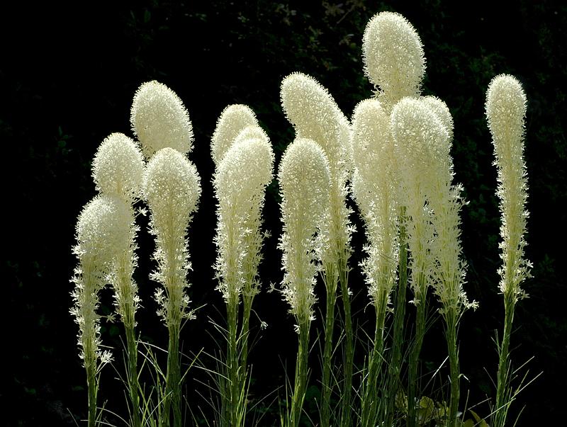 Bear Grass Group.jpg